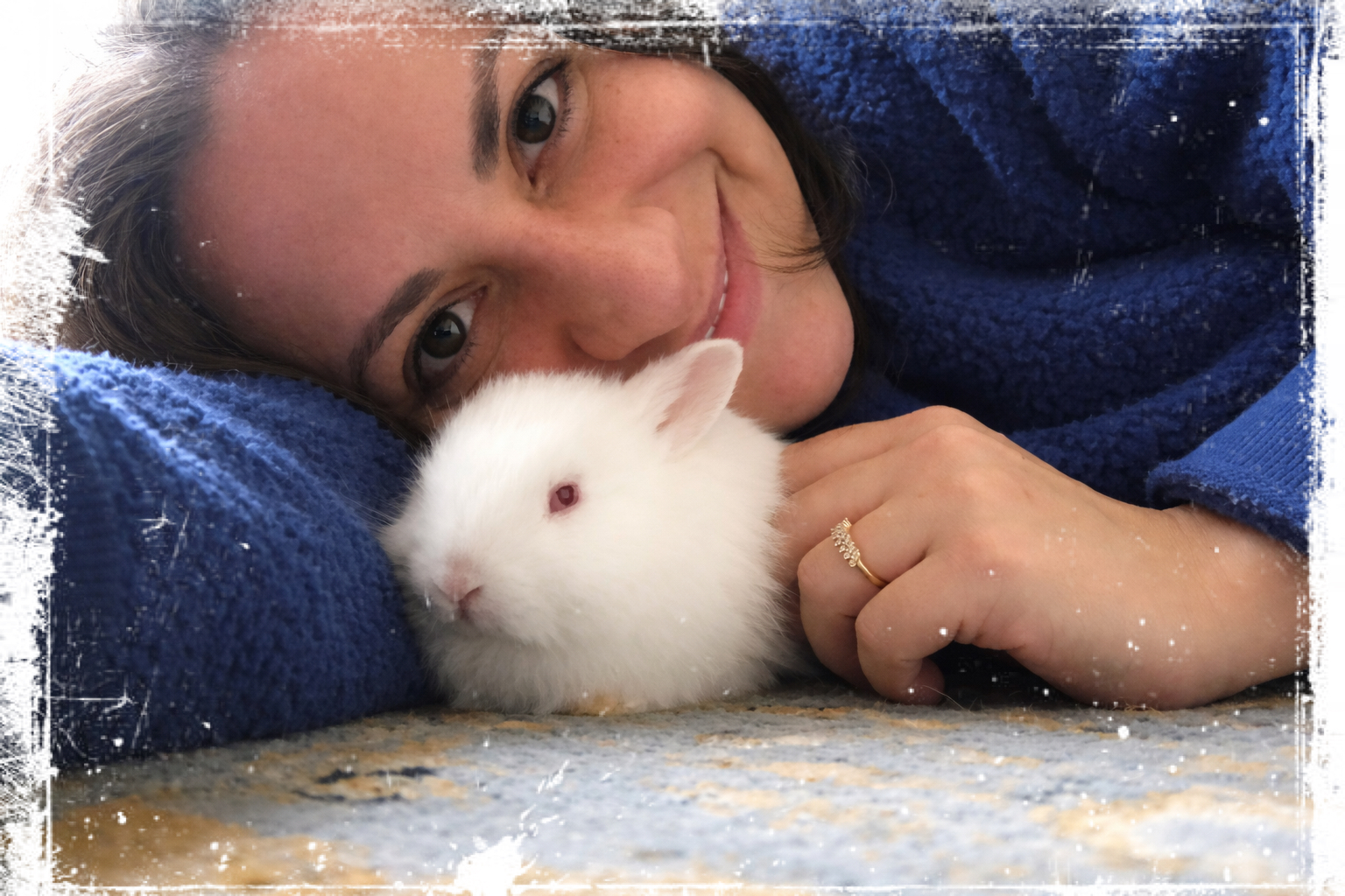 Rabbit